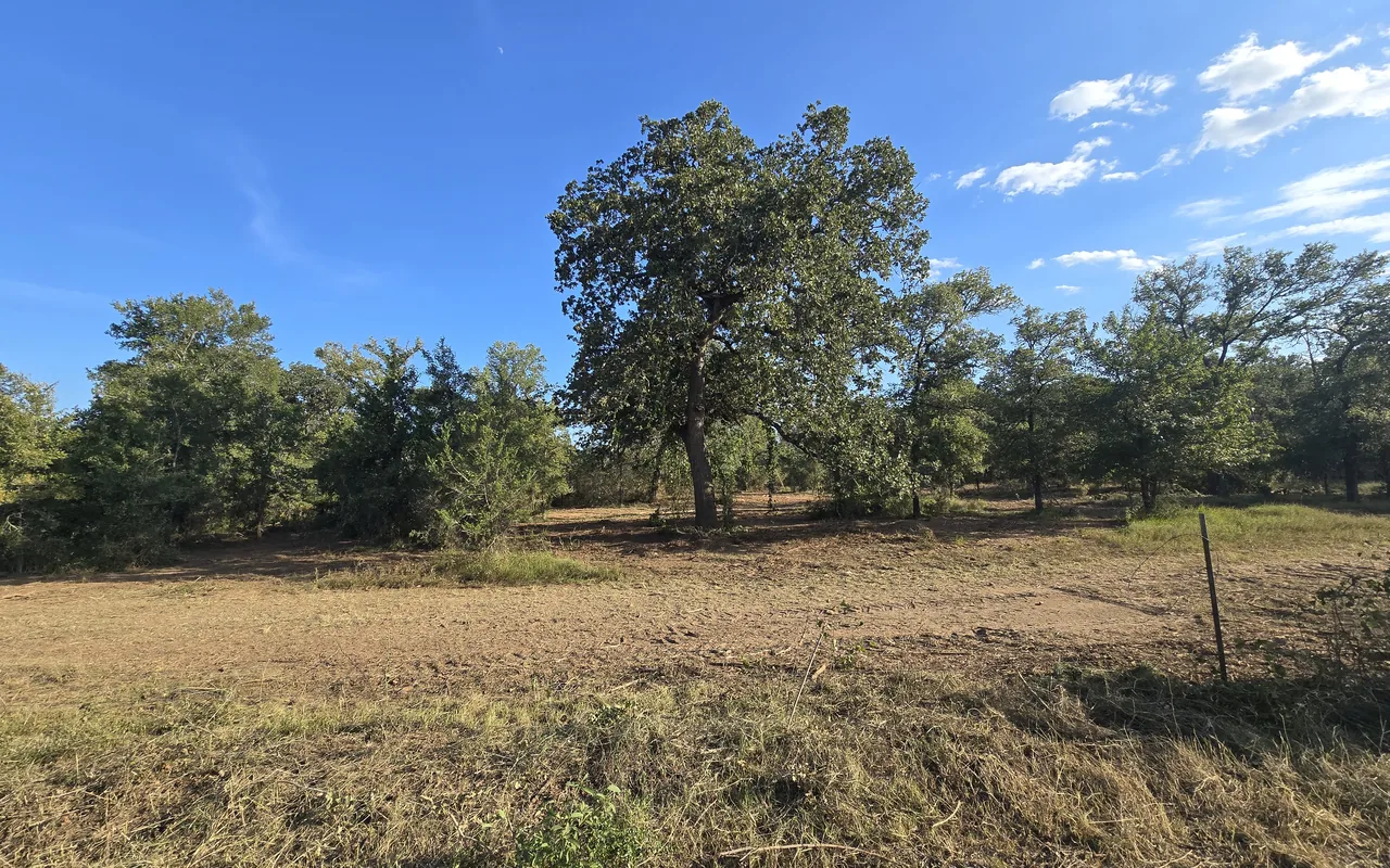 Cleared pasture with a large oak kept and a fence post in front, cedar clearing