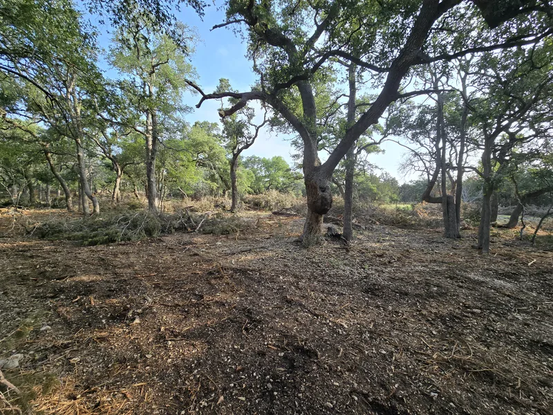 Oaks left standing after the cedar was cleared out, cut brush at the edges, cedar clearing