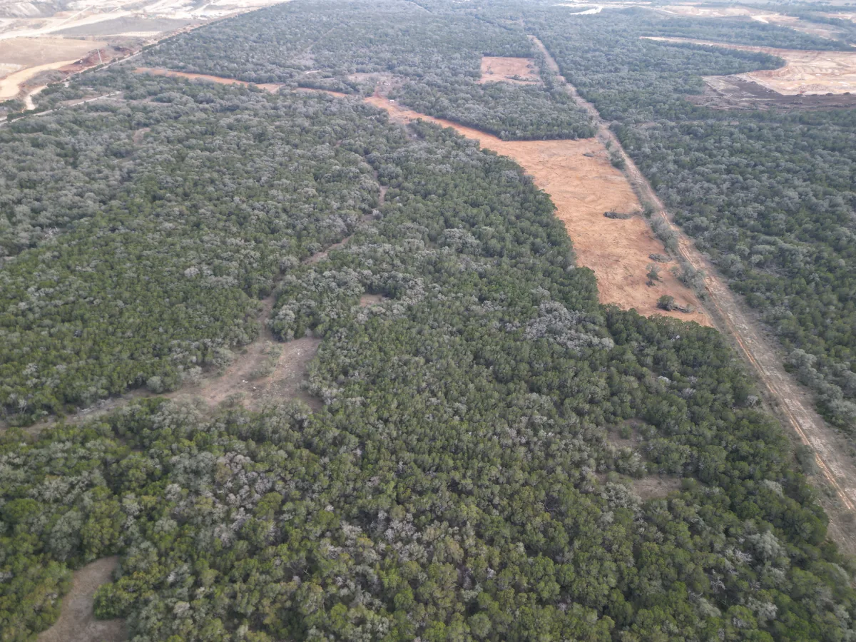 Aerial view of mulched lanes and a cleared strip through dense cedar and brush, forestry mulching