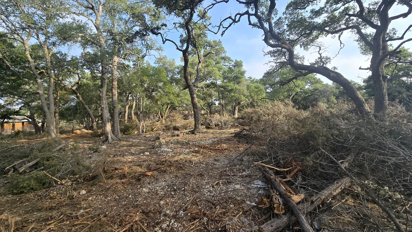 Cut cedar and brush piled under live oaks kept on a cleared lot, land clearing